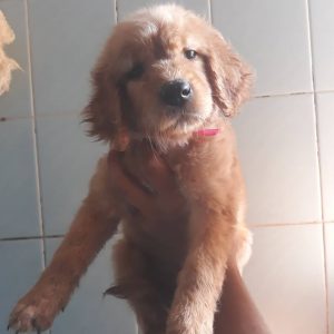 صورة المستخدم الإفتراضية