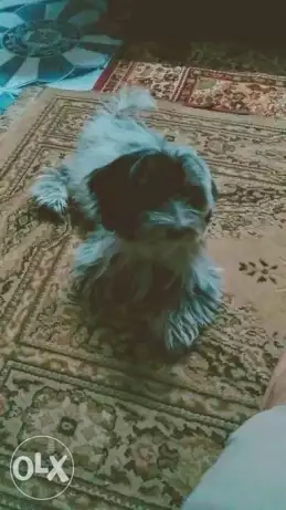 كلب جريفون الماني