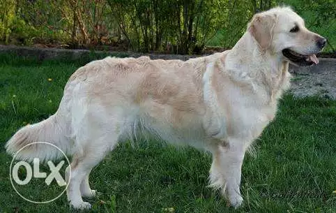 دكر ونتايه جولدن