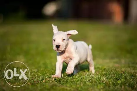 جراوي دوجو ارجنتينو