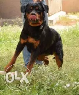 ذكر روتوايلر