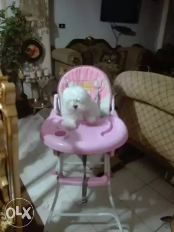 جرو جريفون شهرين ونص