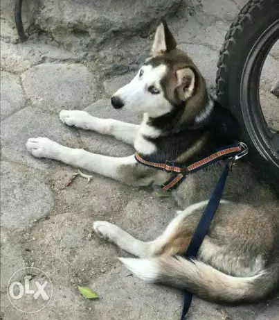 الكلب لي البيع