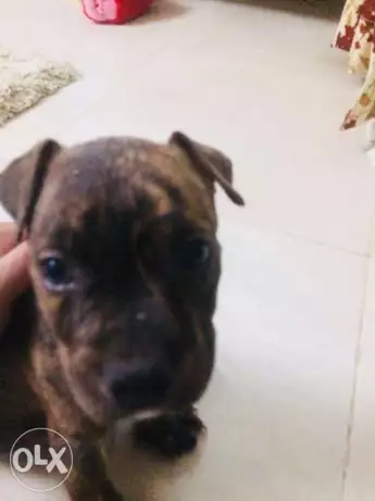 جرو بيتبول اميركي ،pit bull American