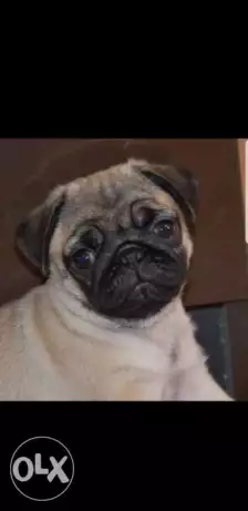 Imported top quality pug puppies.. males and females
