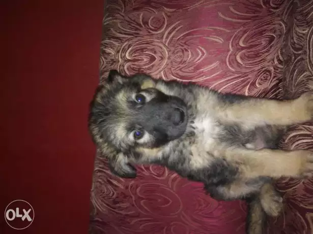 جرويين جيرمن ذكور 48 يوم