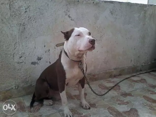 ذكر بيتبول ريد نوز وانثى للبيع