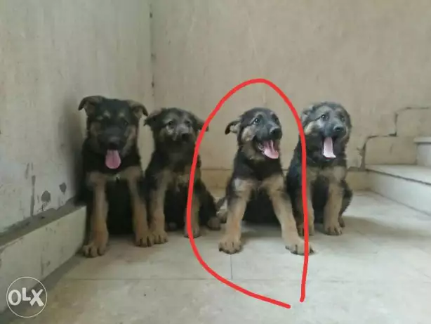 جرويه جيرمن