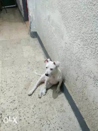 كلب بيتبول امريكي 3 شهور