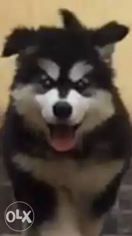 Gaint Alaskan malamute