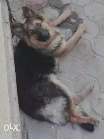 كلب جيرمن لونج هيرعمر8شهورللبيع لعدم التفرغ