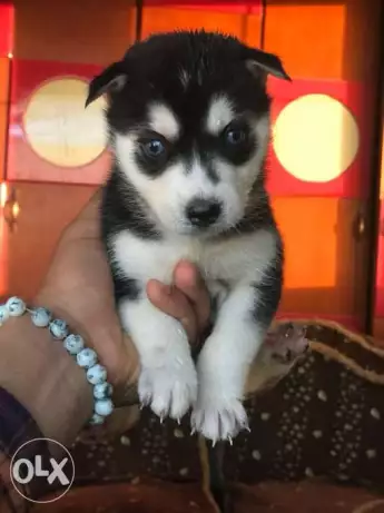 أجمل جراوى هاسكى huskey دكور واناث