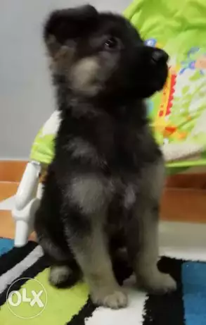 جرو جيرمن 55 يوم