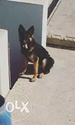 نتايه جرمن للبيع