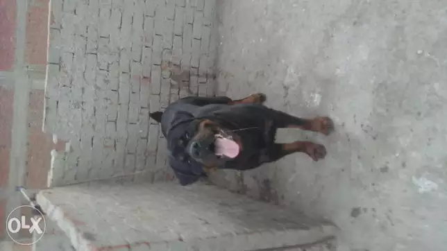 دكر رد فيلر