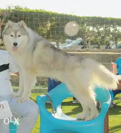 Hussiky for meatnig _. هاسكي للزواج