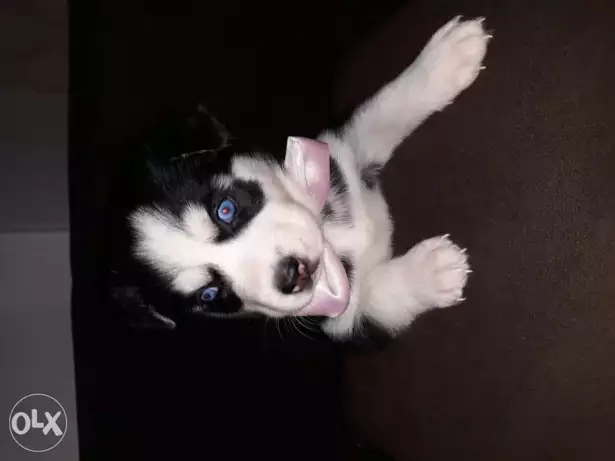 Pure Husky puppies