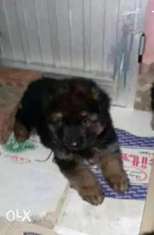 للبيع انثى جيرمن شيبرد لونج هير اهالي المانيالل