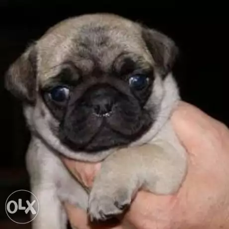 Mini Pug puppy for sale important parents