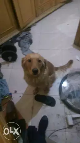 جراوي جولدان بيور