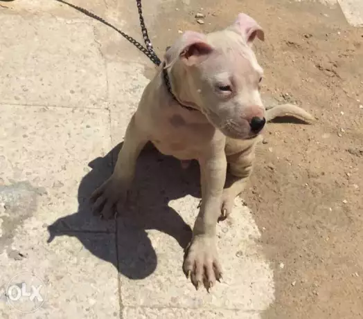 جرو دوجو ارجنتينو دكر