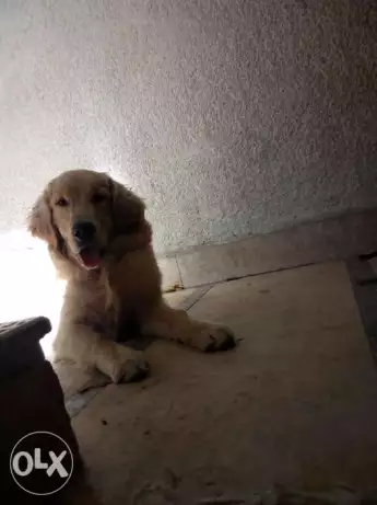 جولدن مستوا عالي ذكر ب الاوراق