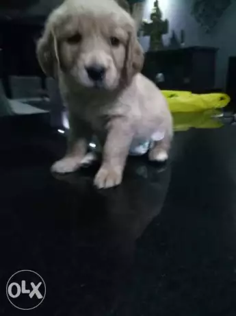 كلب جولدن ريتريفر للبيع بيور