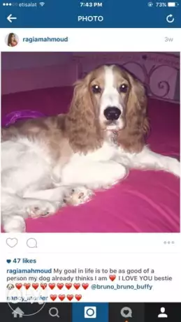 Cocker spaniel dog 1200