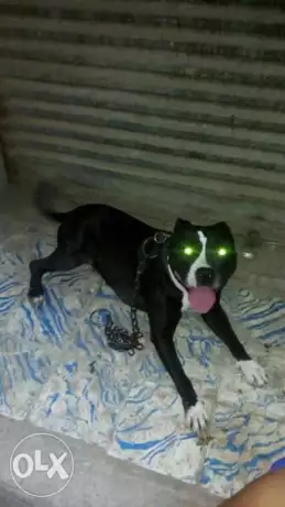 ناتيه بتيبول