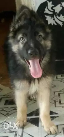 احلى واجمد جرو جيرمن