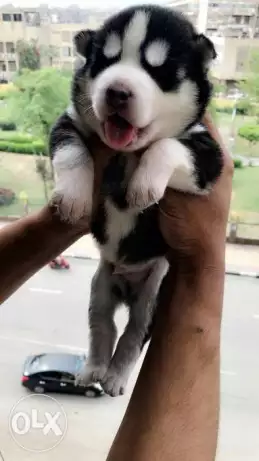 للبيع جروين ذكر ونتايه هاسكي