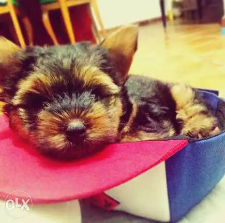 Yorkshire terrier puppies for sale