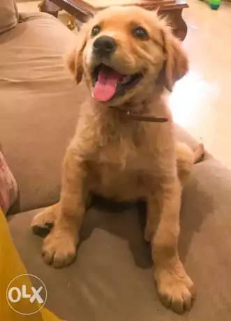 Khan elkhalil portsaid