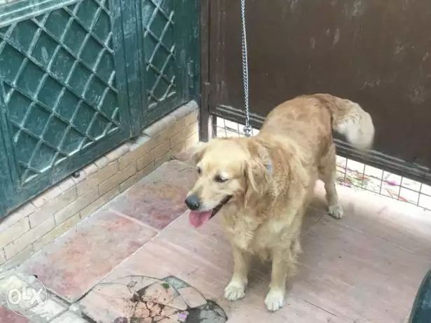 Golden retriever. جولدن ريتريفر