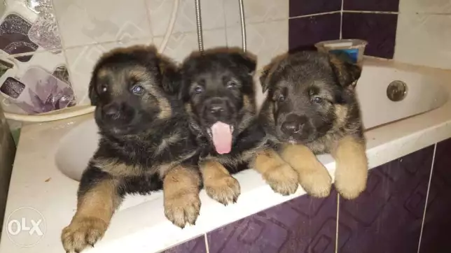 Pure German Shepherd puppies for sale