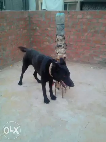 ٤٣شارع مبارك