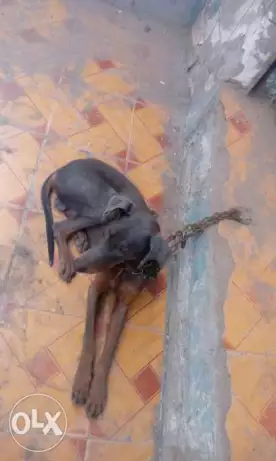 دكر دوبر مان