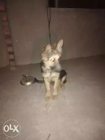 جيرمن للبيع