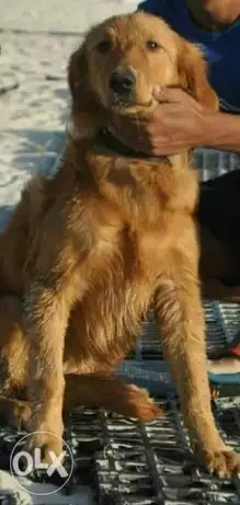 للبيع كلب جولدن