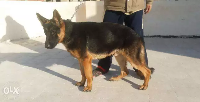 دكر جيرمن مستورد