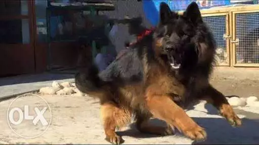 دكر ضخم جدآ تقليب مش موجود طاعه ومبادي شراسه بيع او بدل