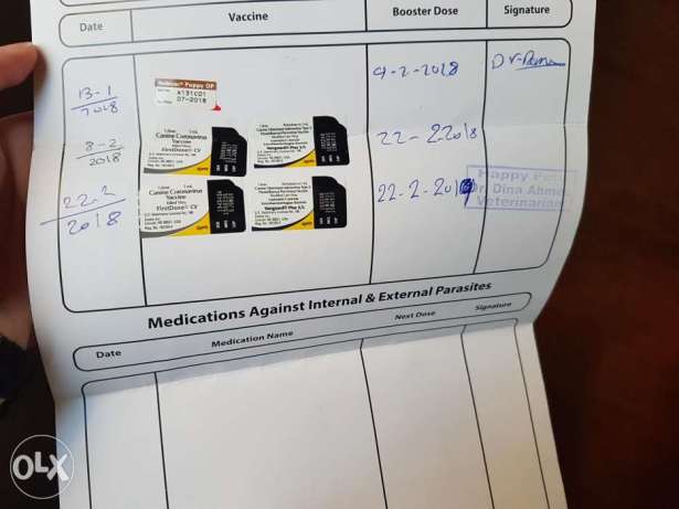 جرويه دارك جولدن ريتريفر