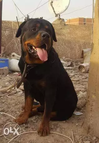 نتايه جيرمن للبيع