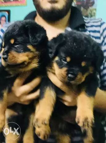 للبيع جراوي روت 36 يوم