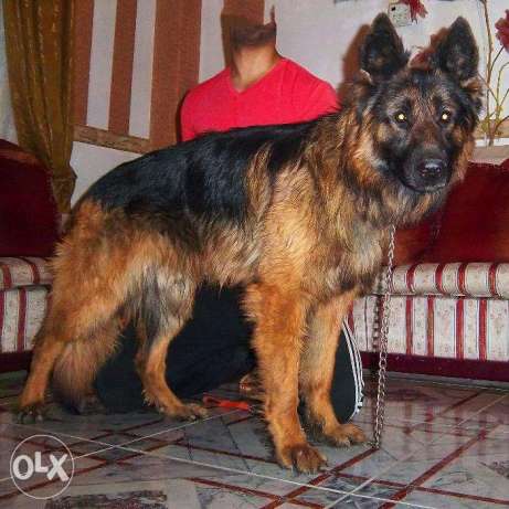 2 ذكر جيرمن مستوى ممتاز جدا تقليب عالى 10 شهور و 5 شهور