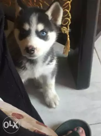 كلب هاسكي بيور whiskey dog pure