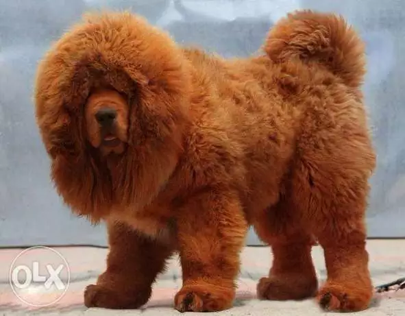 استيراد جراوى من اوكرانيا اعلى مواصفات