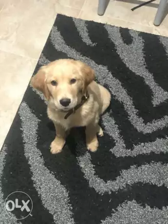 Golden Retriever with its items
