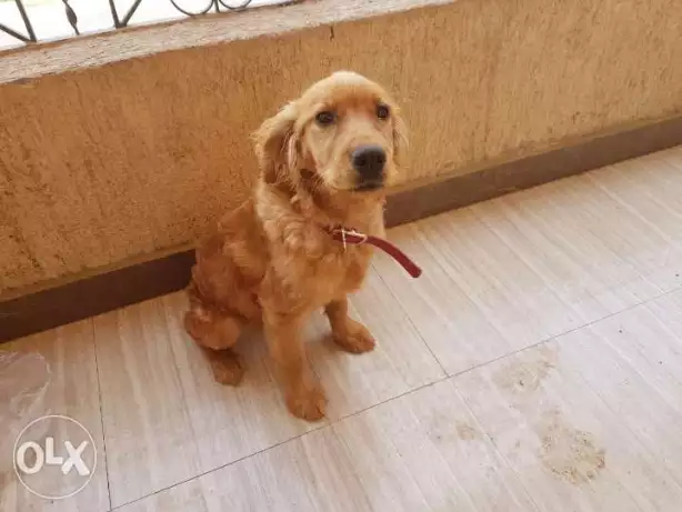 جرويه دارك جولدن ريتريفر