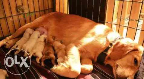 بيع نتية جولدن حيض بعد اسبوعين